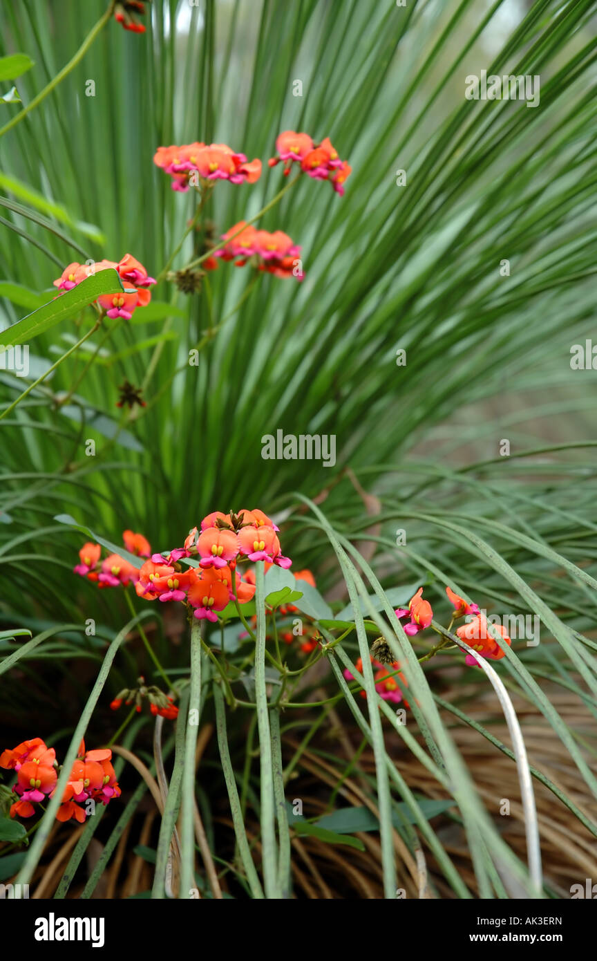 Einheimischen australischen Flora: Coral Rebe Kennedia Coccinea über Balga oder Grasbaum Xanthorrhoea sp wächst Stockfoto