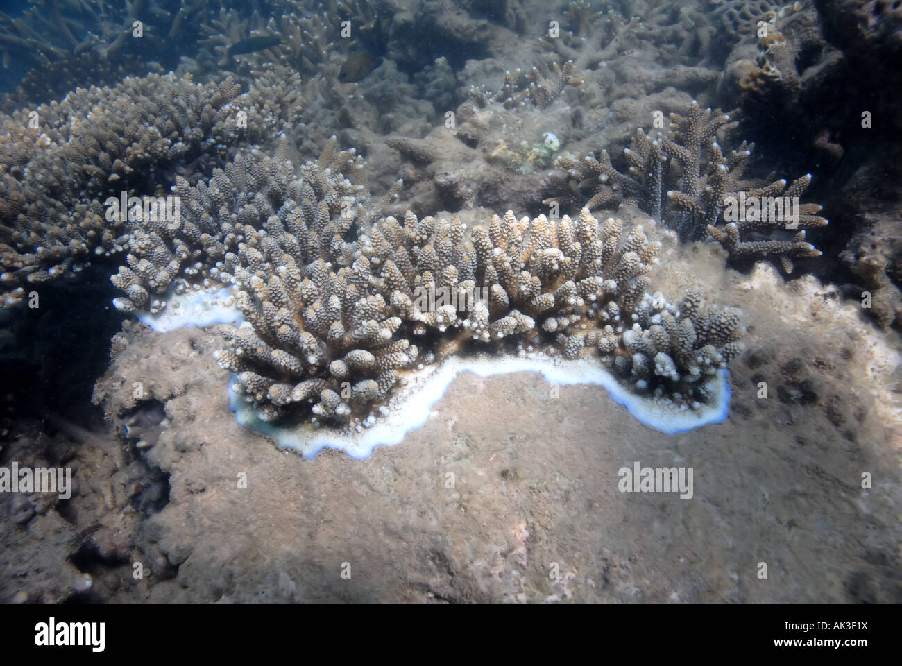 Kleine Korallen Kolonie wächst in Dampier Archipelago Marine Park, Western Australia Stockfoto
