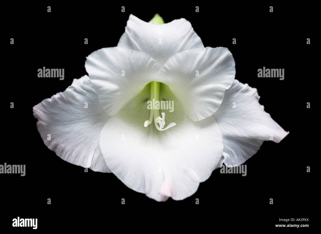 Weiße Gladiola Nahaufnahme Gladiolen sp Stockfoto