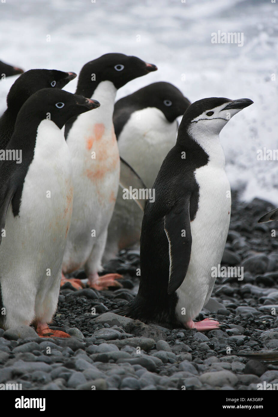 Einsamer Kinnriemen Pinguin mit Gruppe von Adelie-Pinguine, Antarktis Stockfoto