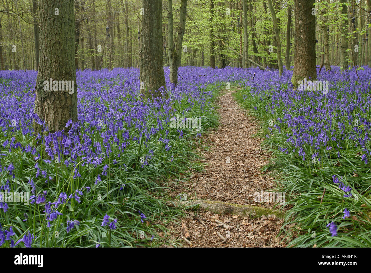 Gemeinsamen Bluebell Holz Oxfordshire UK Stockfoto