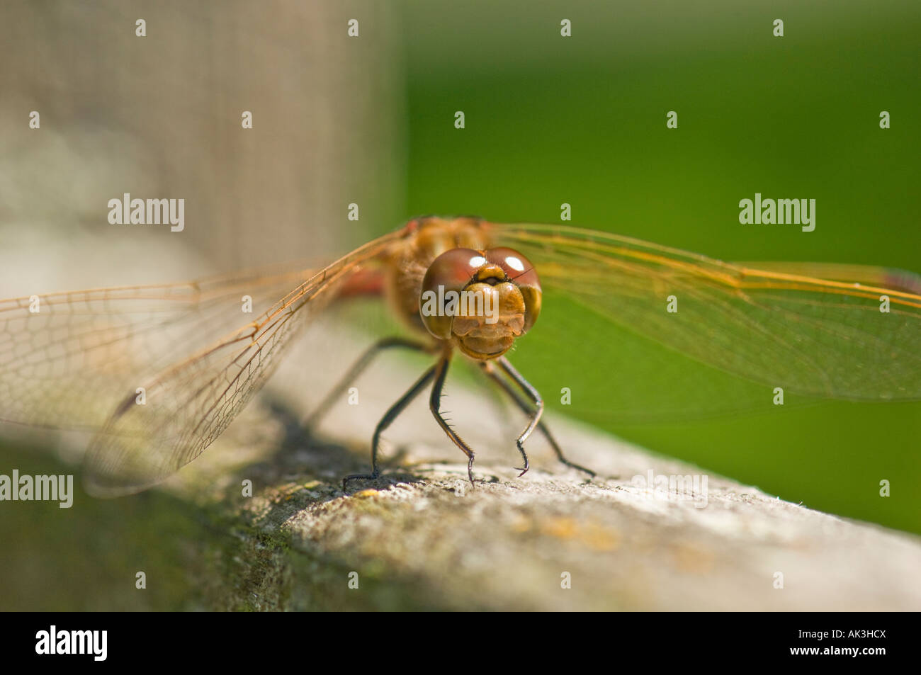große rote Brauner Drache fliegen Libelle Libellen auf Holz grünen Hintergrund dehnen die Flügel sitzend Stockfoto