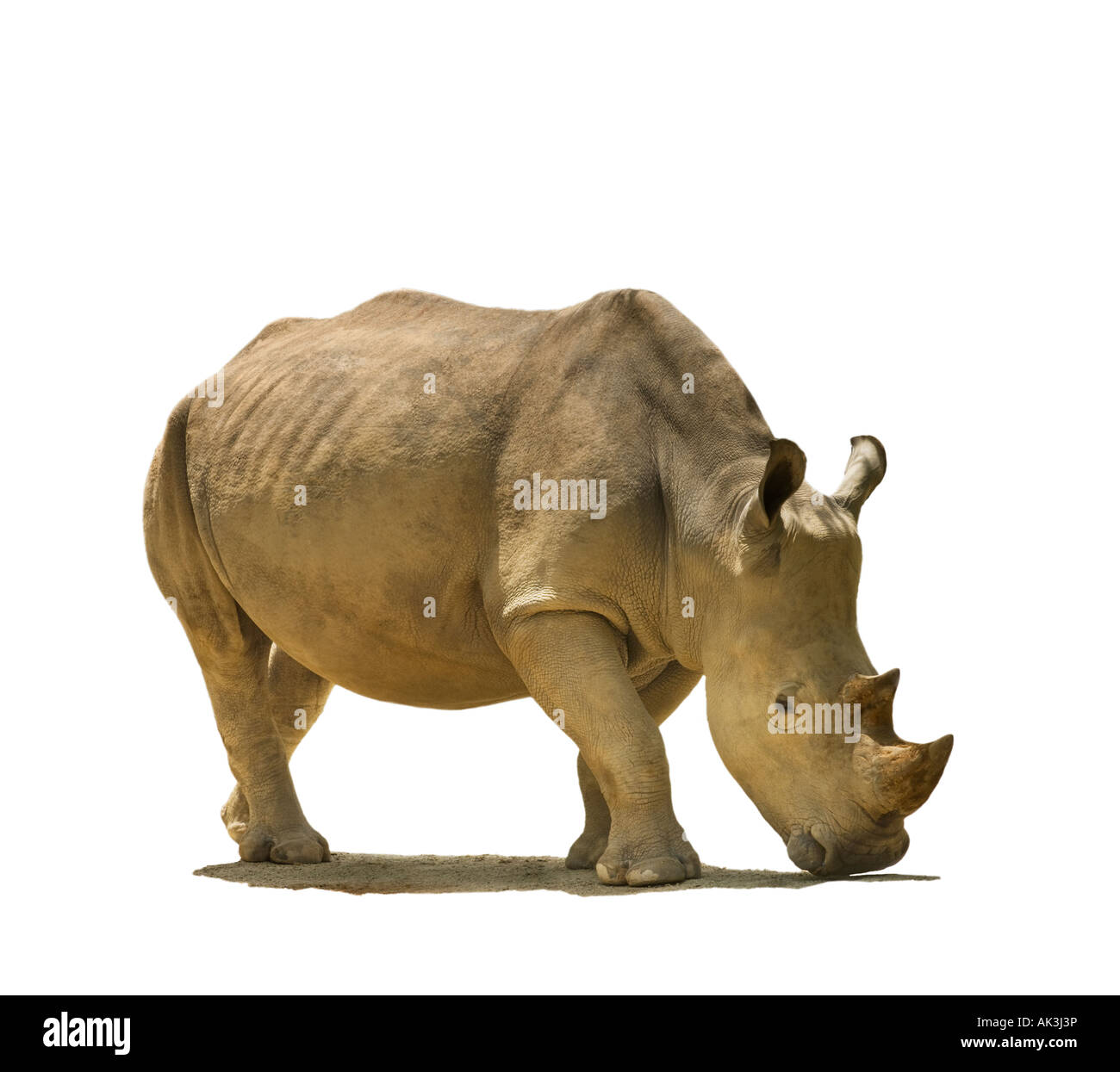 Ausschnitt Porträt Nashörner Breitmaulnashorn Rhino quadratische lippige Rhinoceros wilde asiatische indische Nashorn Rhinoceros Asien Exemplar Stockfoto