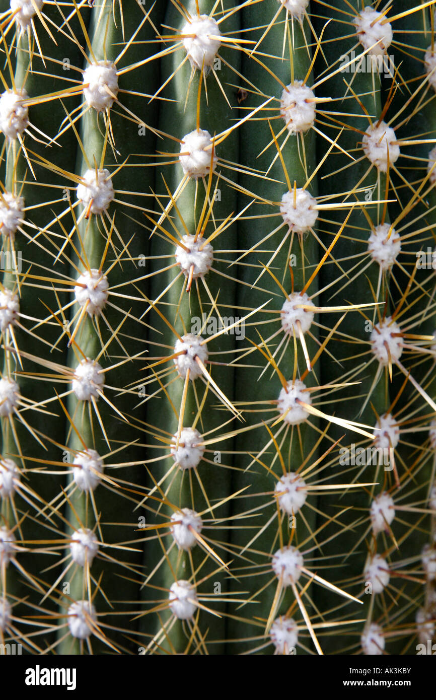 Kaktus-Stacheln am Royal Botanic Gardens Kew, London Stockfoto