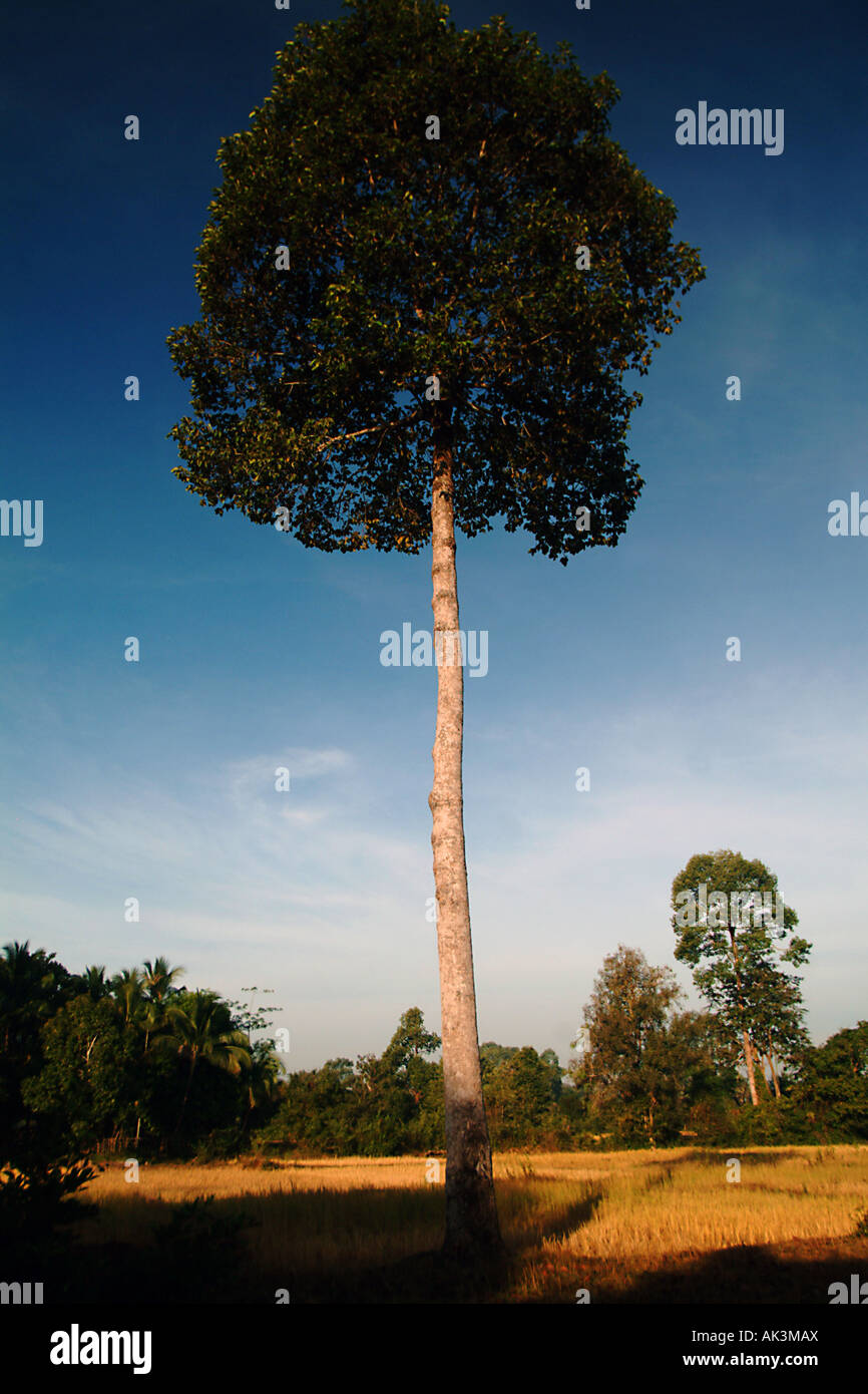 Ein einsamer Baum im Süden von Laos Stockfoto
