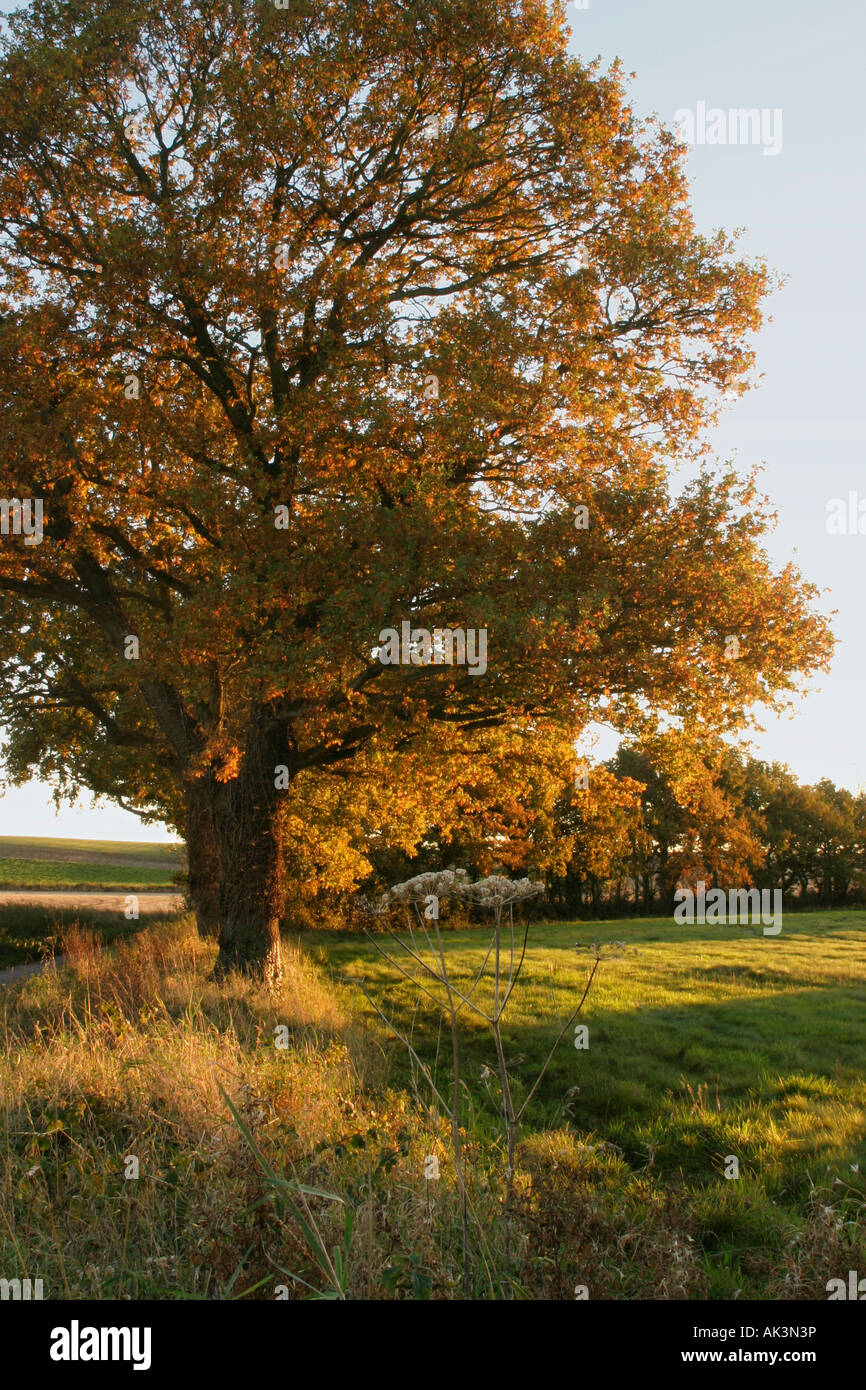 Eiche Bäume und Hecken in Herbstfarben in England Stockfoto