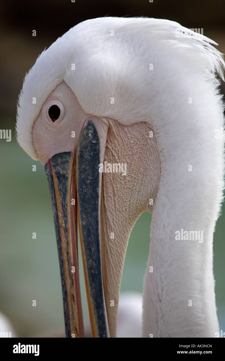 Detail der eine große weiße Pelikane (Pelecanus Onocrotalus) Stockfoto