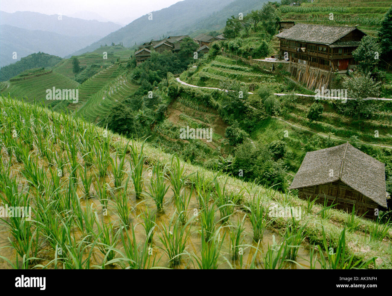 Blick auf Terrasse Longji Reis Felder, auch bekannt als der Drache Rückgrat, mit Ping'An Dorf im Hintergrund Stockfoto