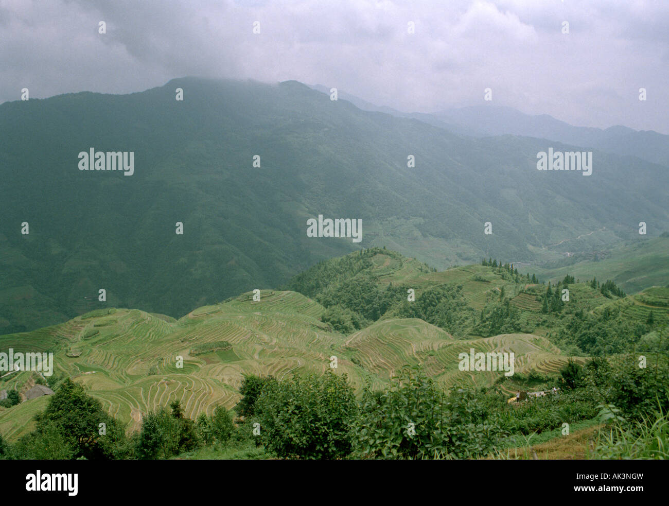 Blick auf Terrasse Longji Reis Felder, auch bekannt als der Drache Rückgrat. Ein beliebter Tagesausflug von den Städten von Yangshuo und Guili Stockfoto