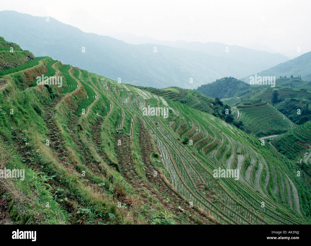 Blick auf Terrasse Longji Reis Felder, auch bekannt als der Drache Rückgrat. Ein beliebter Tagesausflug von den Städten von Yangshuo oder Guilin Stockfoto