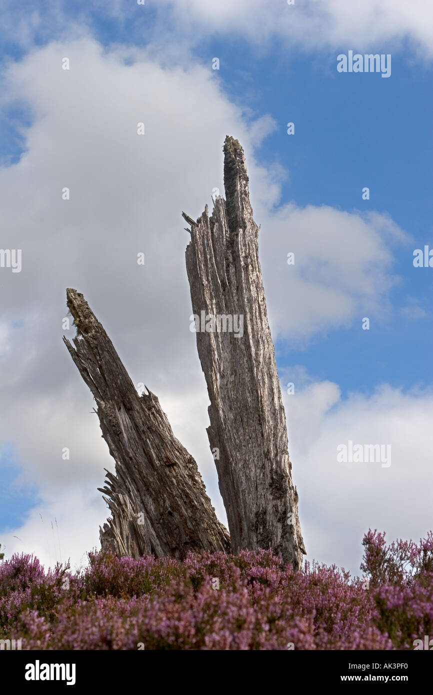 Split im Alter Baumstamm in der Schottischen violette Heidelandschaft und Alten Caledonian Pinien, Mar Lodge Estate, Braemar, Cairngorm National Park Schottland Großbritannien Stockfoto