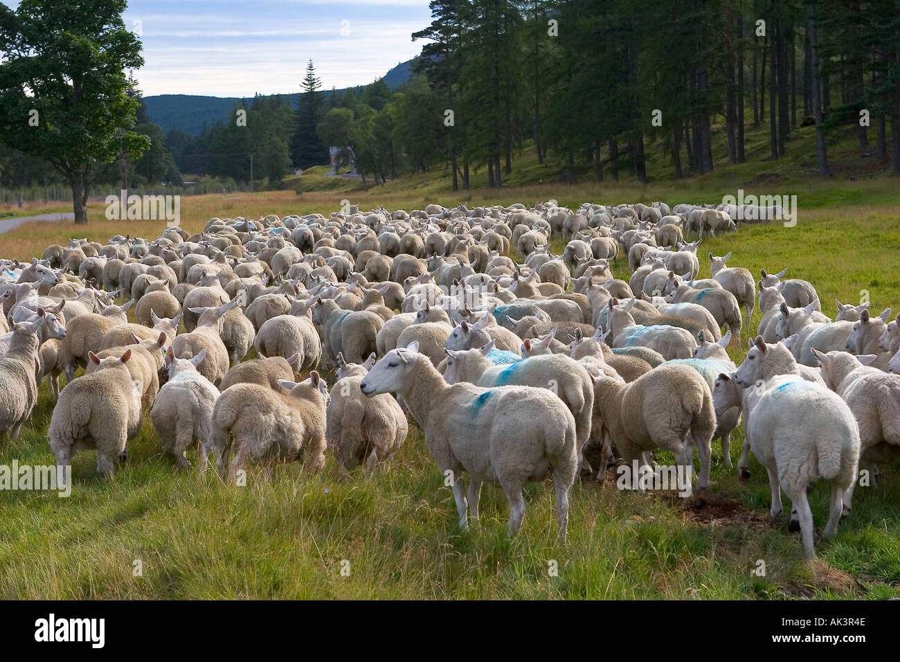 September Herden von ländlichen Herden von Hochland-Schafen auf Scottish Hills in Braemar nach Sommer Weiden im Cairngorms National Park, Schottland großbritannien Stockfoto