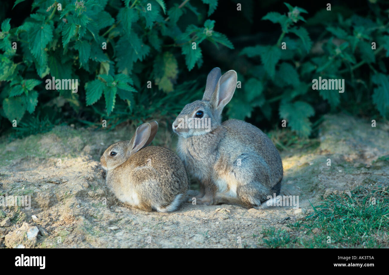 Rabbit Oryctolaous cuniculus außerhalb des Baus Stockfoto