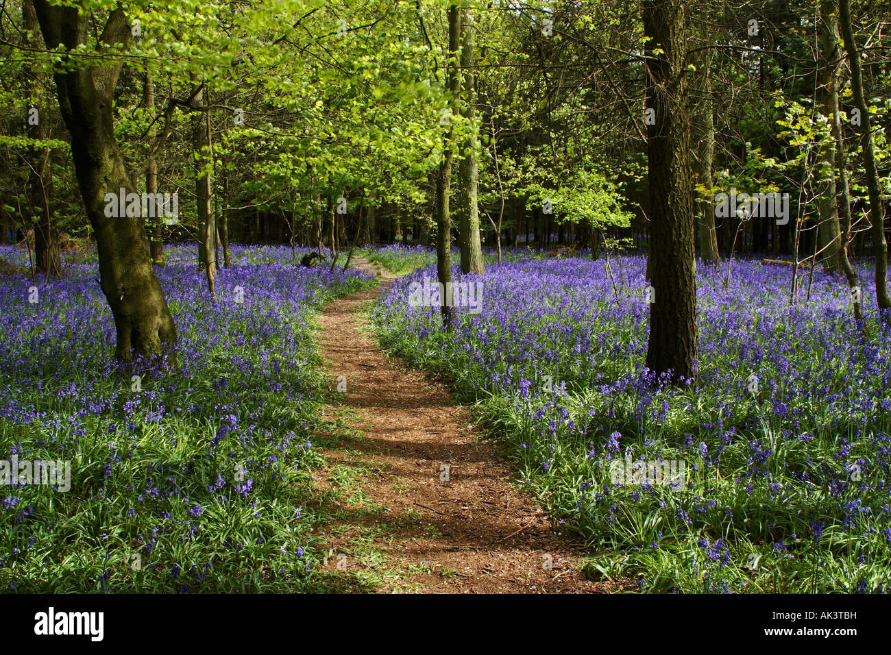 Gemeinsamen Bluebell Holz Oxfordshire UK Stockfoto