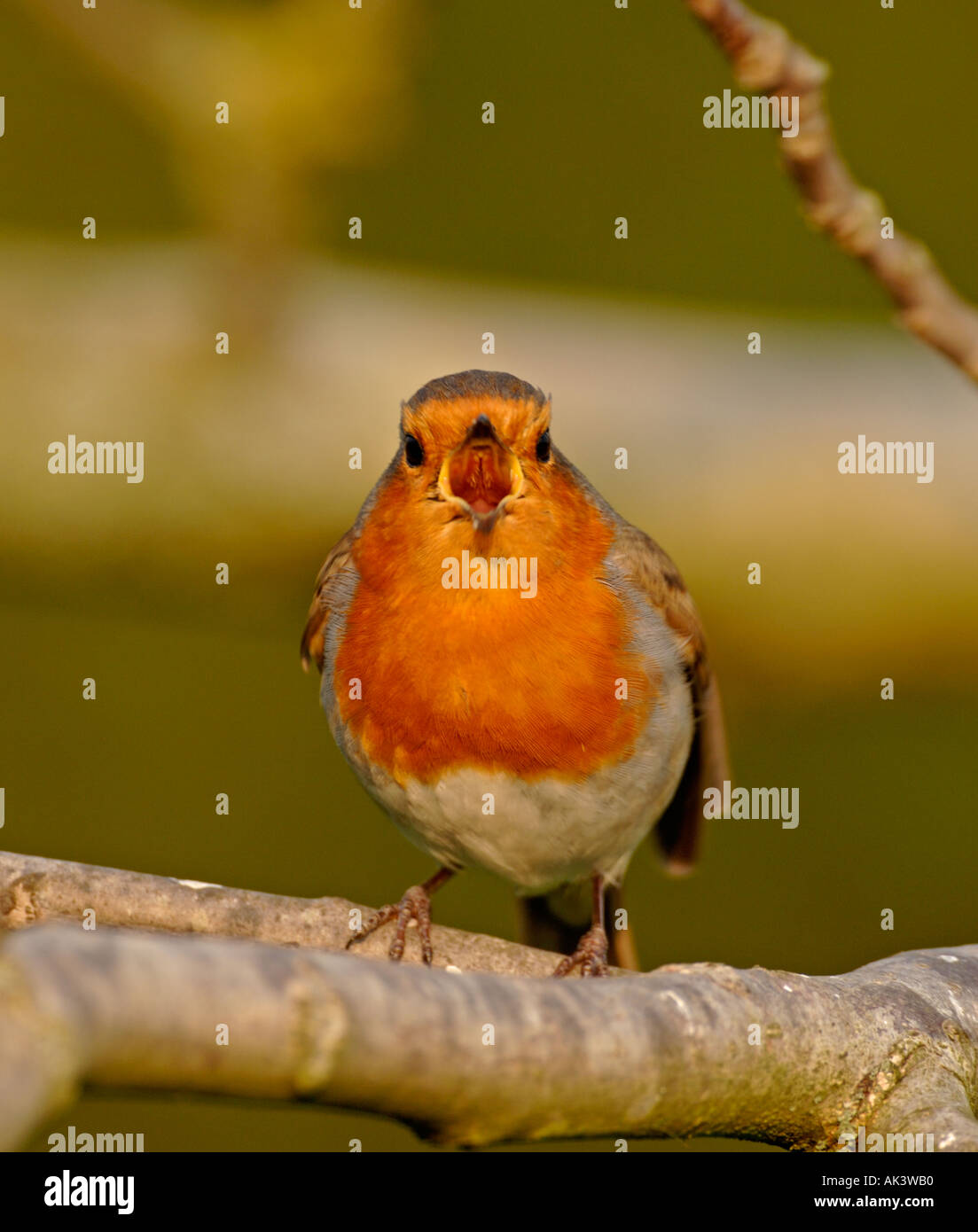 Robin Erithacus Rubecula in Lied Kent Frühling Stockfoto