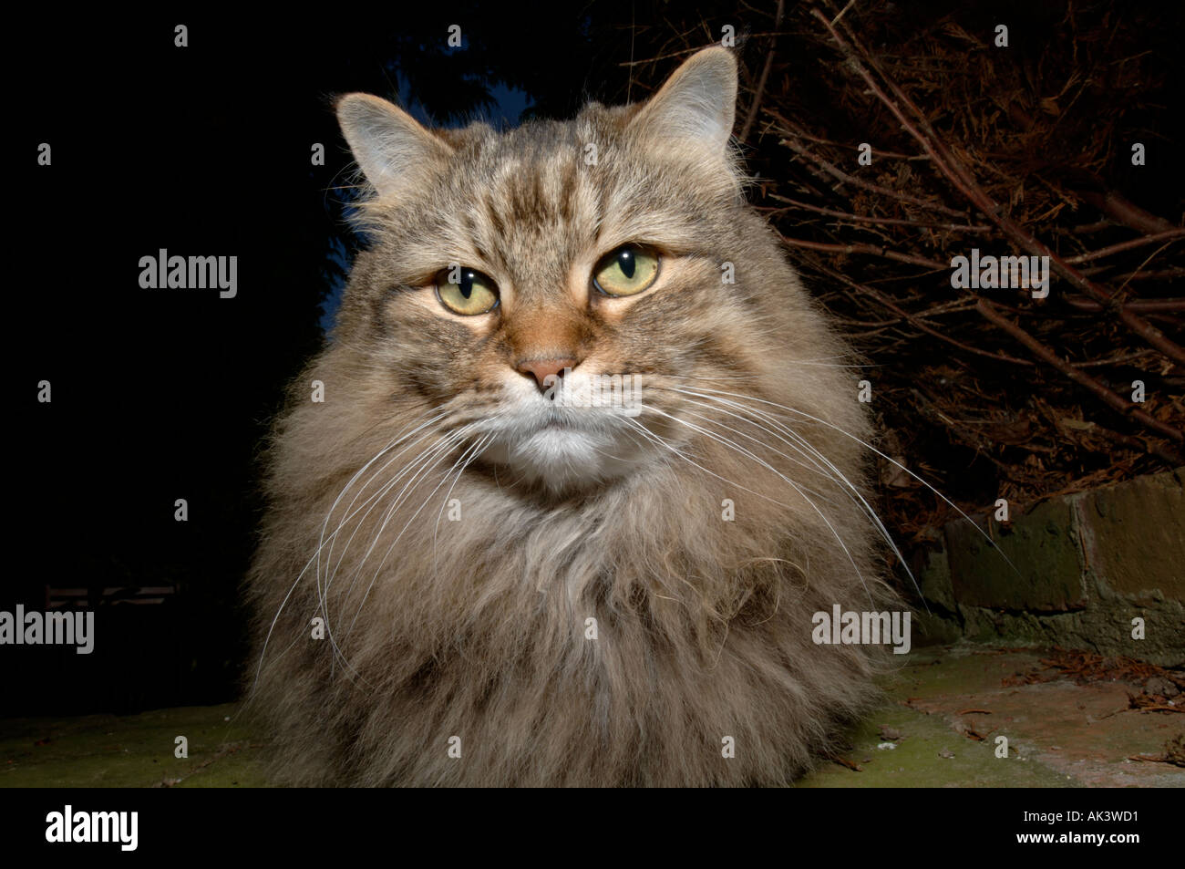 Tabby Hauskatze Kent Stockfoto