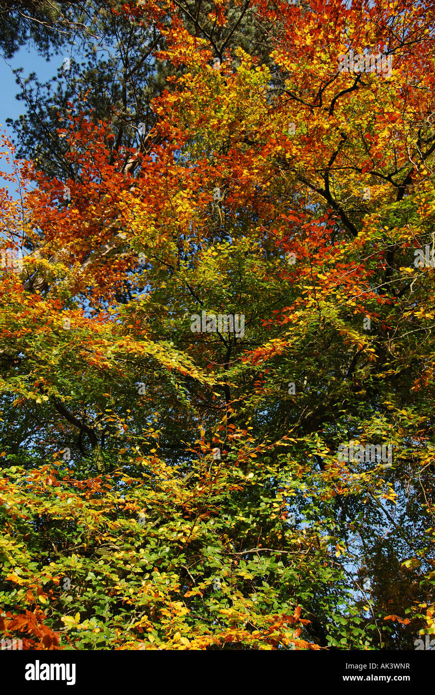 Herbstfarben, New Forest National Park, Hampshire, England, Vereinigtes Königreich Stockfoto