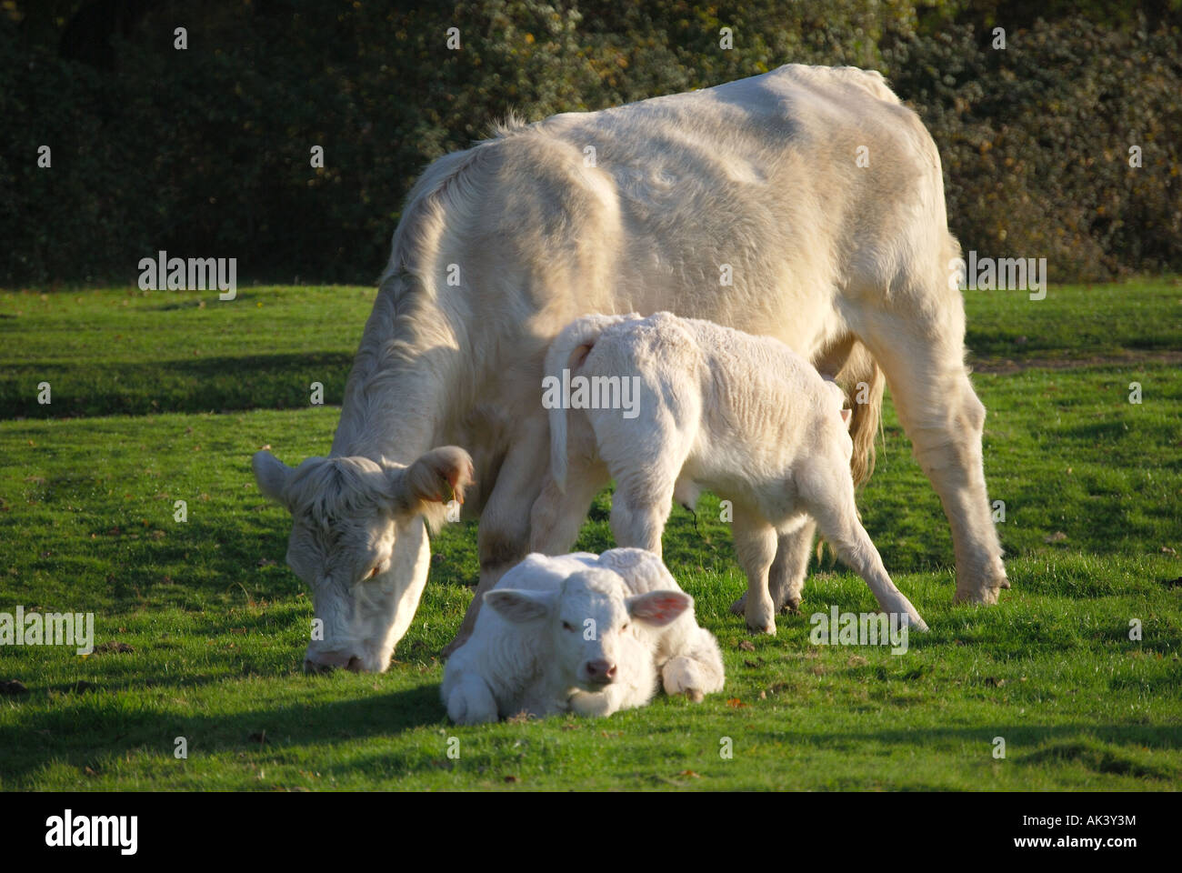 Kostenlose Roaming-Charolais Kühe und Kälber, New Forest, Hampshire, England, Vereinigtes Königreich Stockfoto