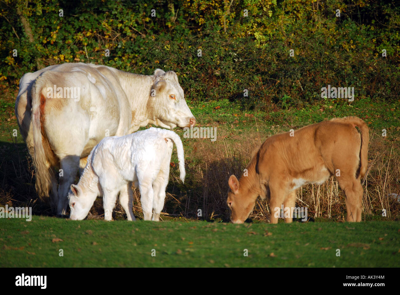 Kostenlose Roaming-Charolais Kuh und Kalb, New Forest, Hampshire, England, Vereinigtes Königreich Stockfoto