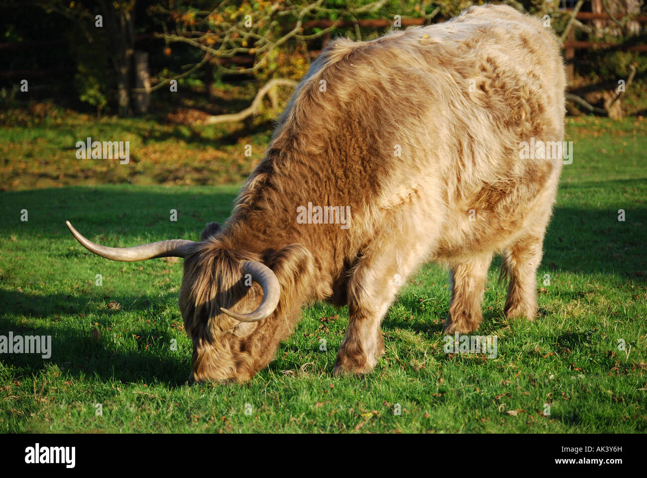 Kostenlose Roaming-Aberdeen-Angus-Stier, New Forest, Hampshire, England, Vereinigtes Königreich Stockfoto