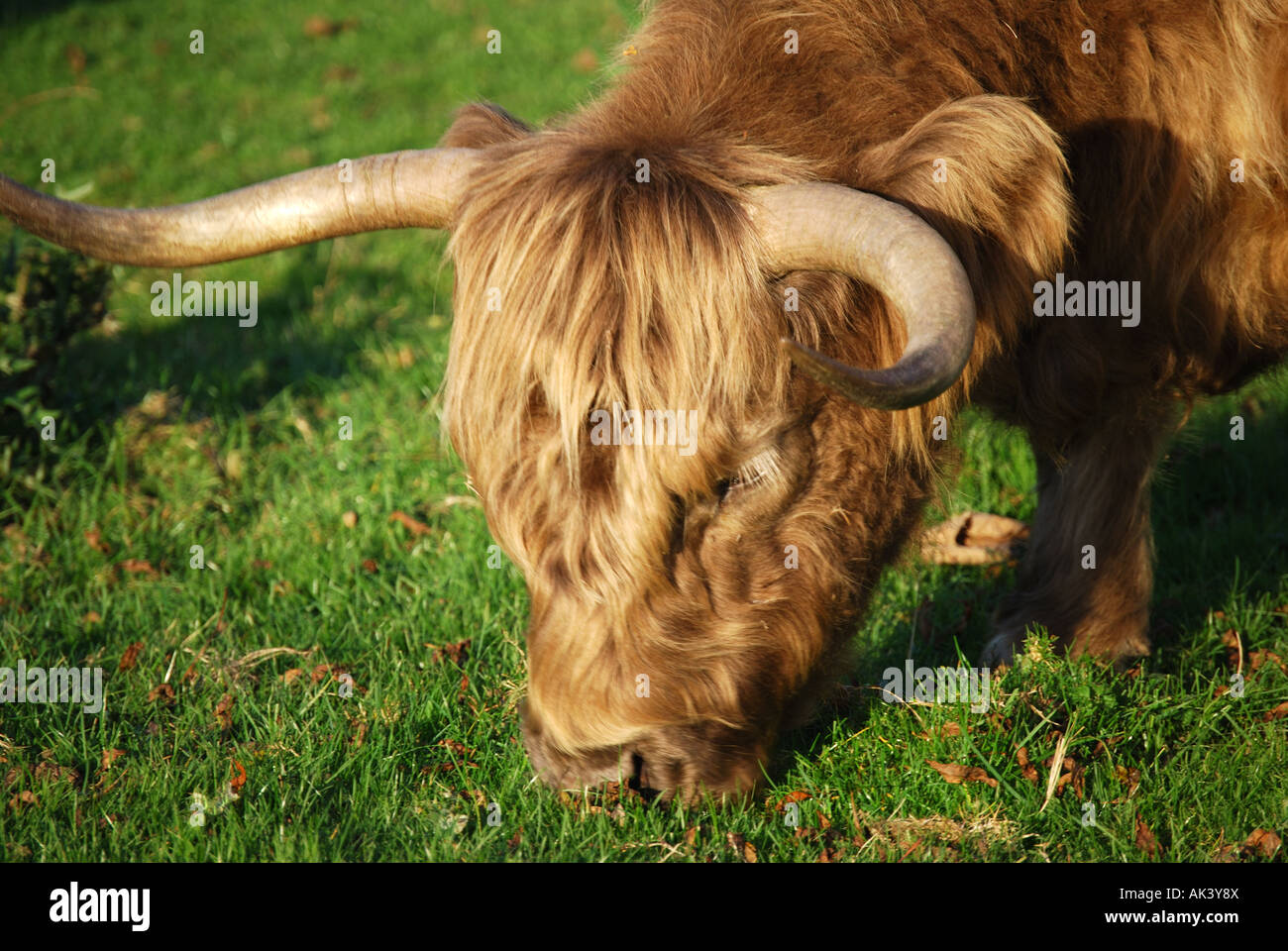 Aberdeen Angus Bull, New Forest, Hampshire, England, Vereinigtes Königreich Stockfoto