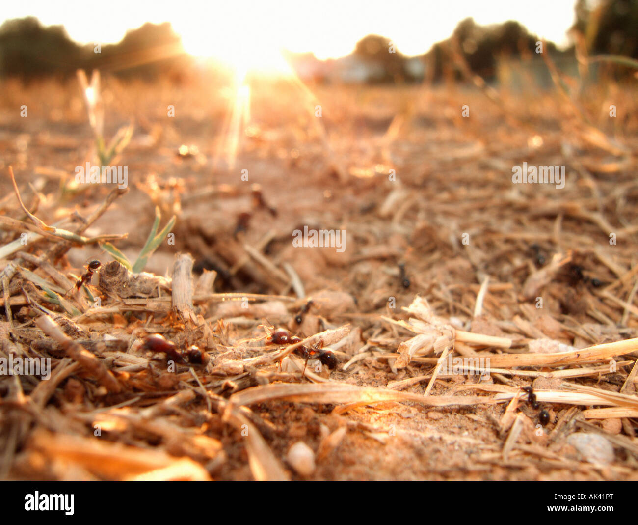 Ameisen-Kolonie-Nahaufnahme Stockfoto