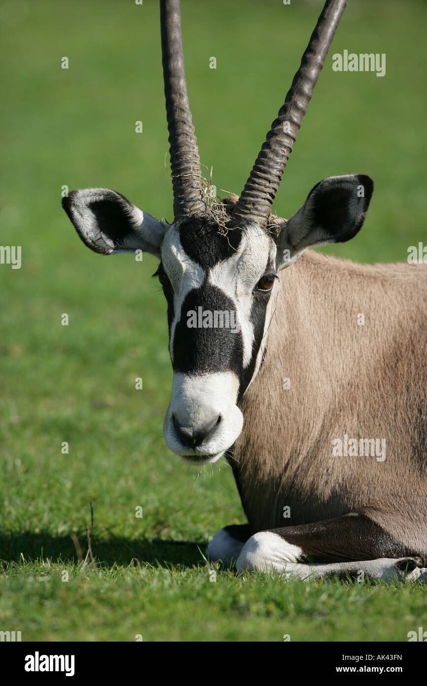 Gemsbock oder Oryx - Oryx Stockfoto