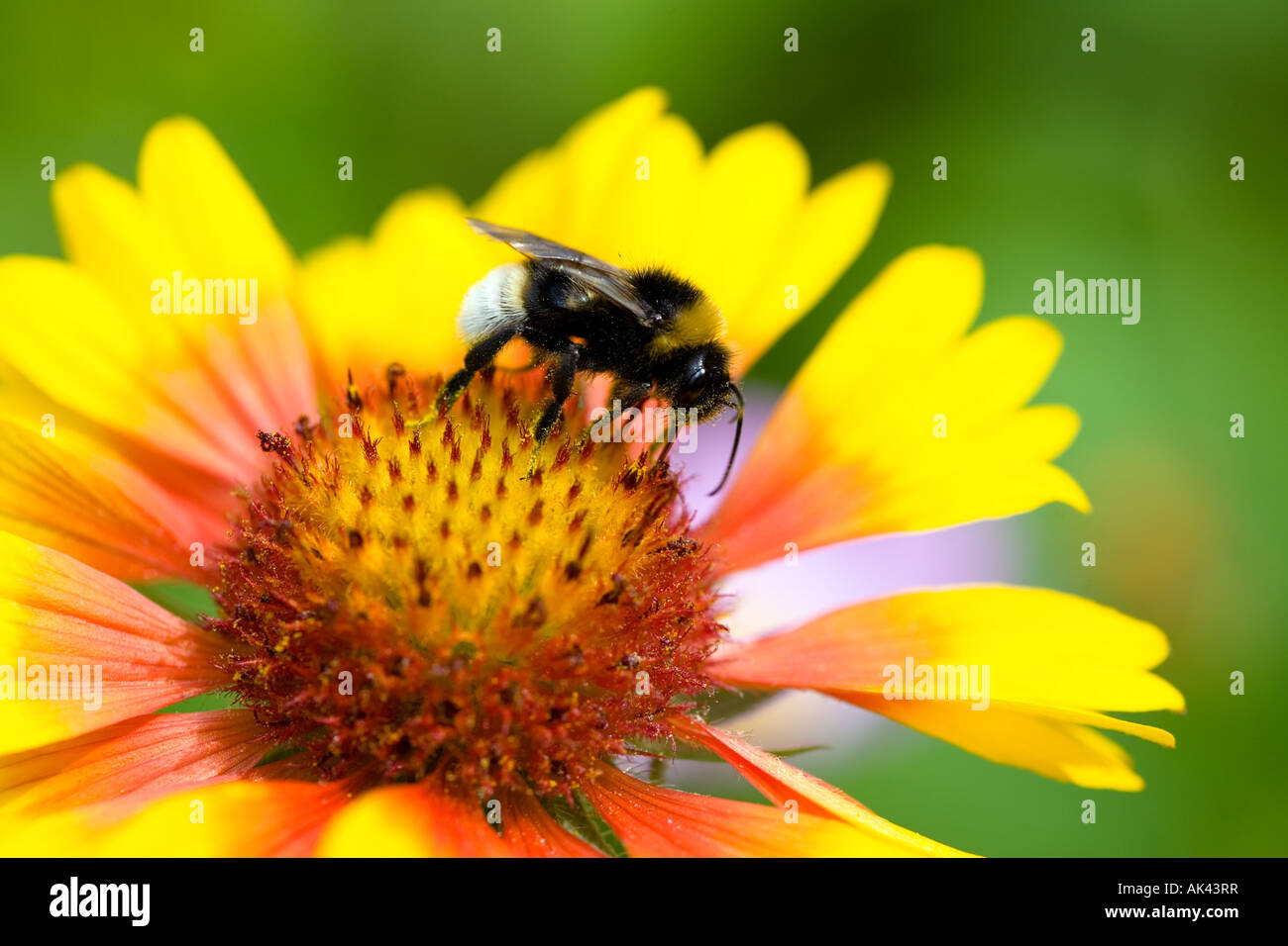 Makro der Hummel in den Blumen Stockfoto