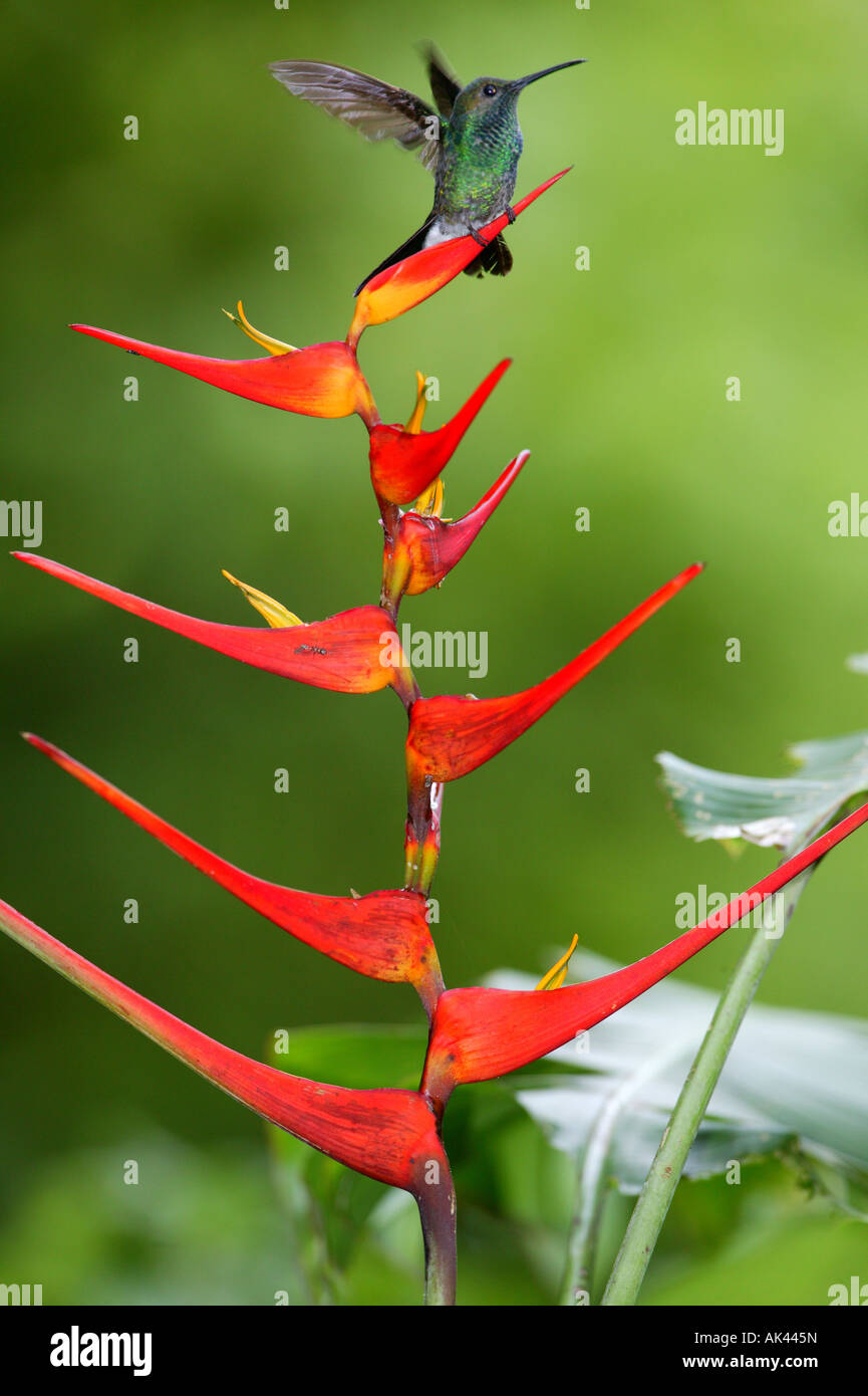 Weißbelüfteter Plumeleteer, Chalybura buffonii micans, auf einer Heliconia-Blume im Regenwald des Metropolitan Park, Panama City, Republik Panama. Stockfoto