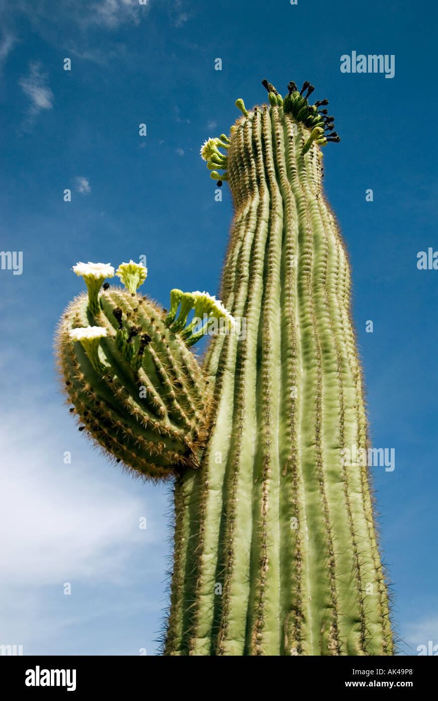 ARIZONA PHOENIX Pueble Grand Museum archäologische Park indianische Artefakte und Geschichte Saguaro Kaktus auf Rundtour Stockfoto