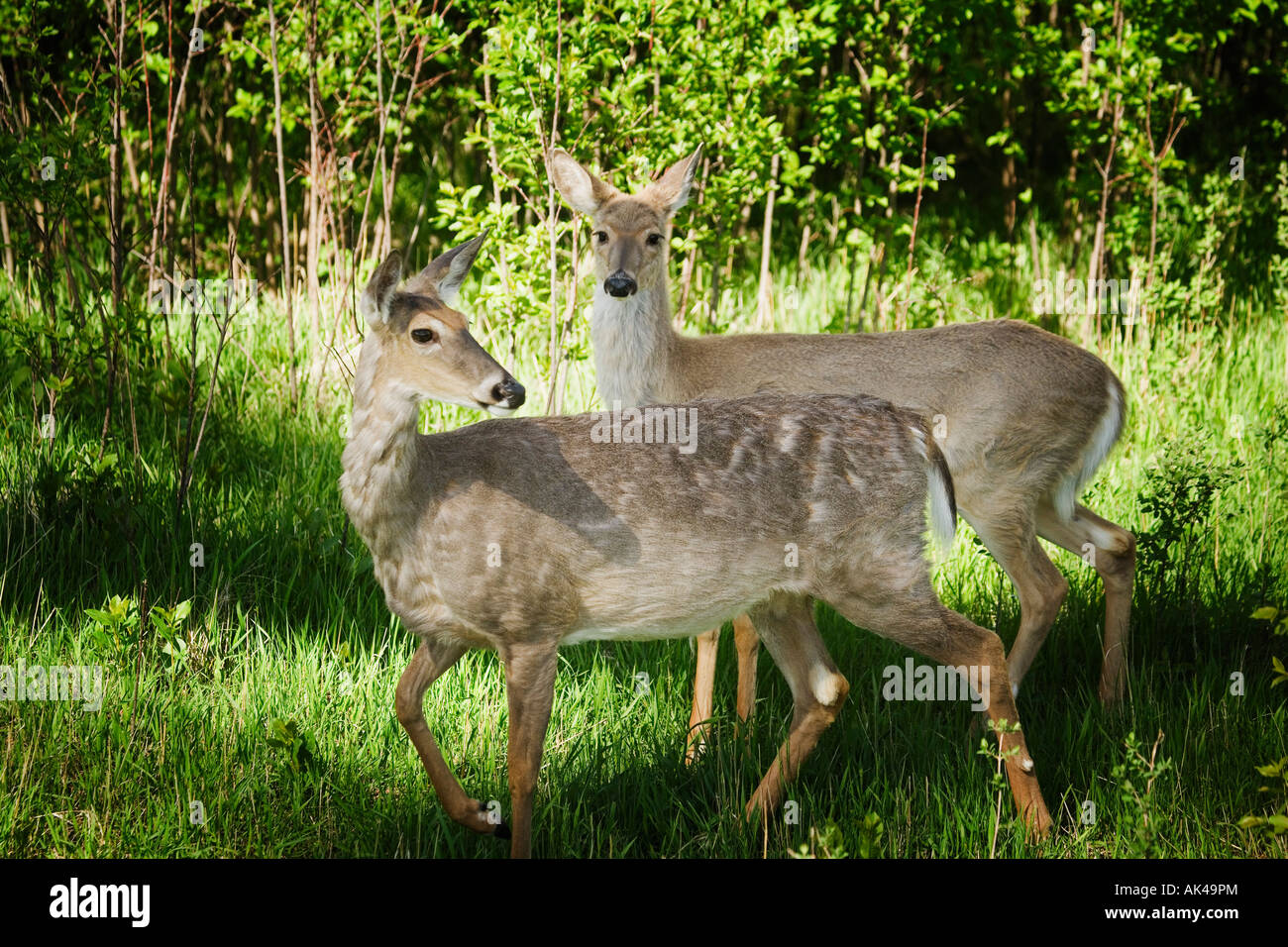Zwei Hirsche im Wald Stockfoto