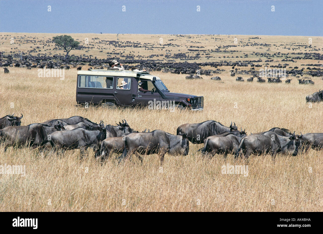 Toyota Landcruiser auf eine Pirschfahrt durch die riesigen Herden von Gnus in der Masai Mara National Reserve Kenya Weiden Stockfoto