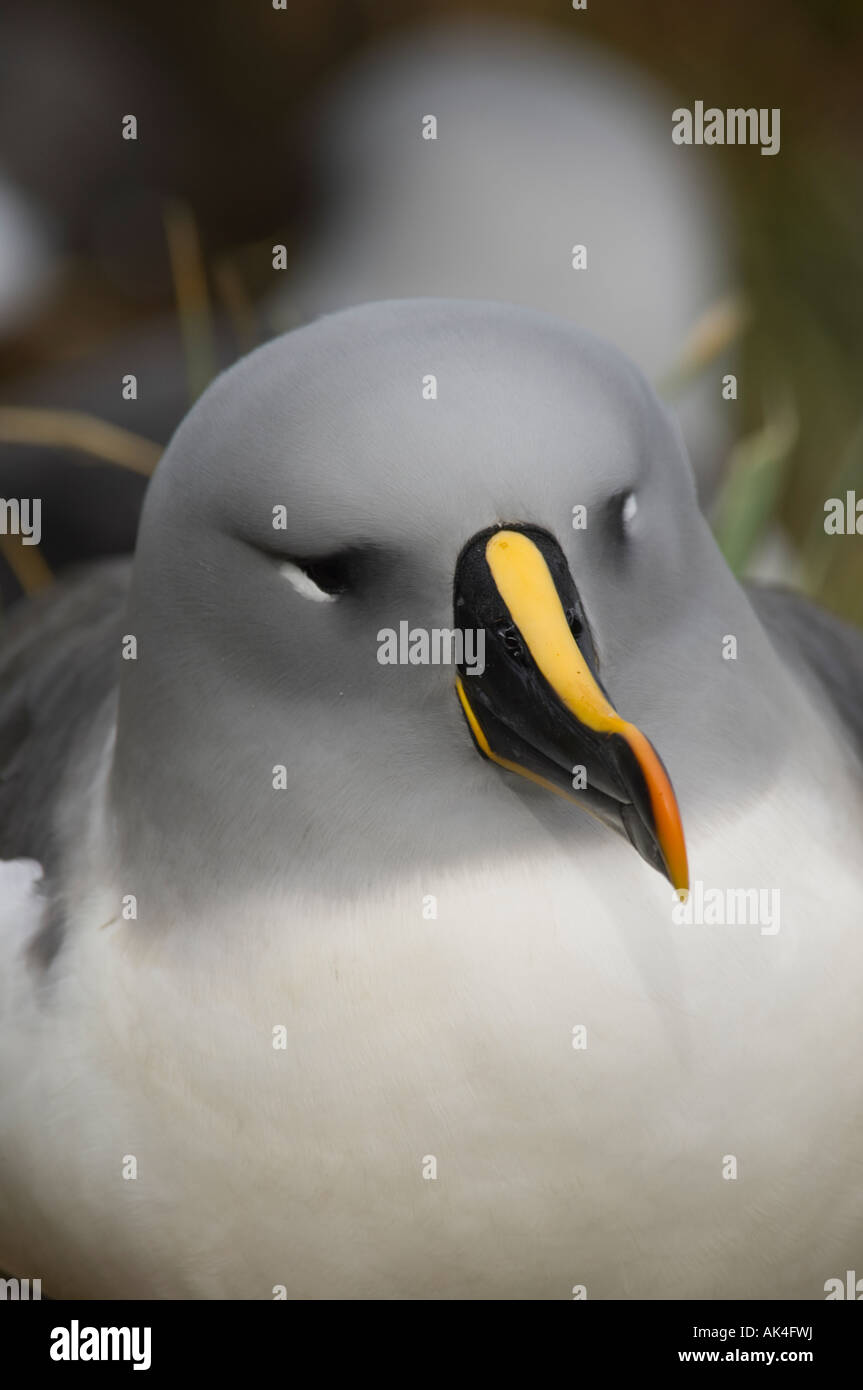 Grey-headed Albatross (Thalassarche Chrysostoma) am nest Stockfoto