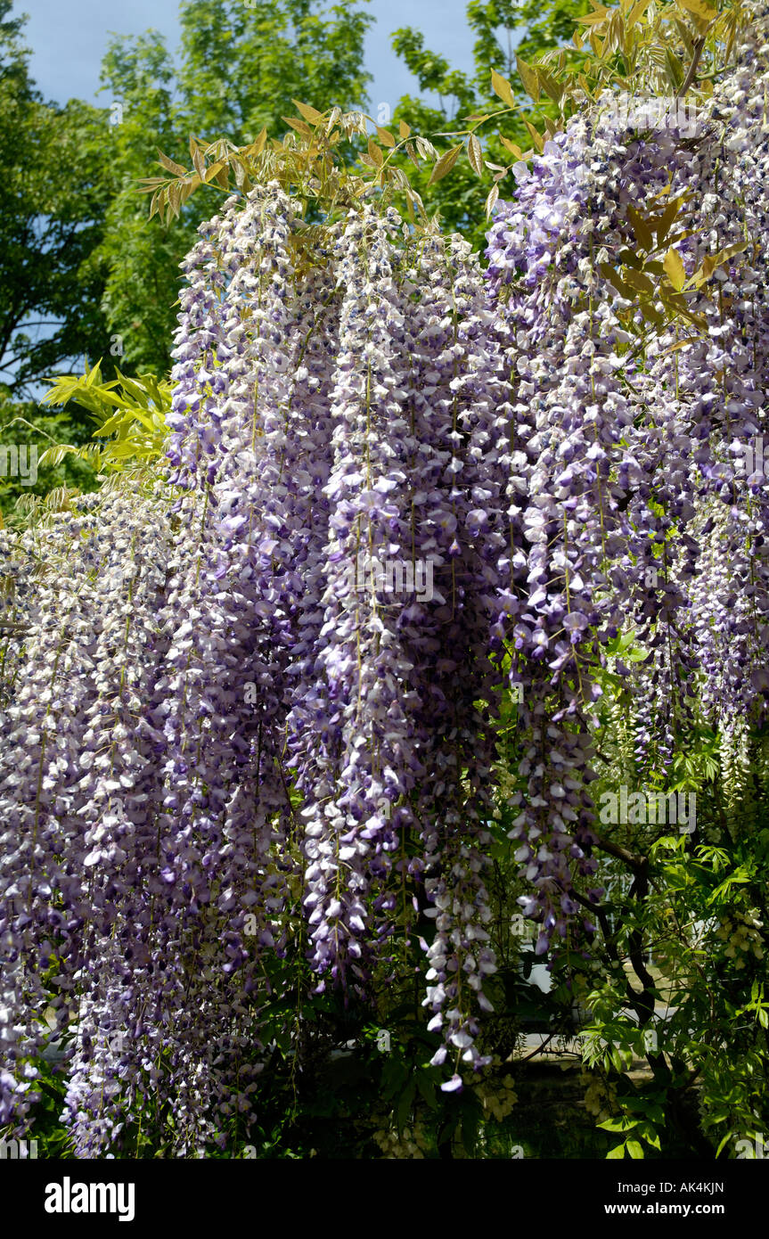 Chinesische Wisteria Stockfoto