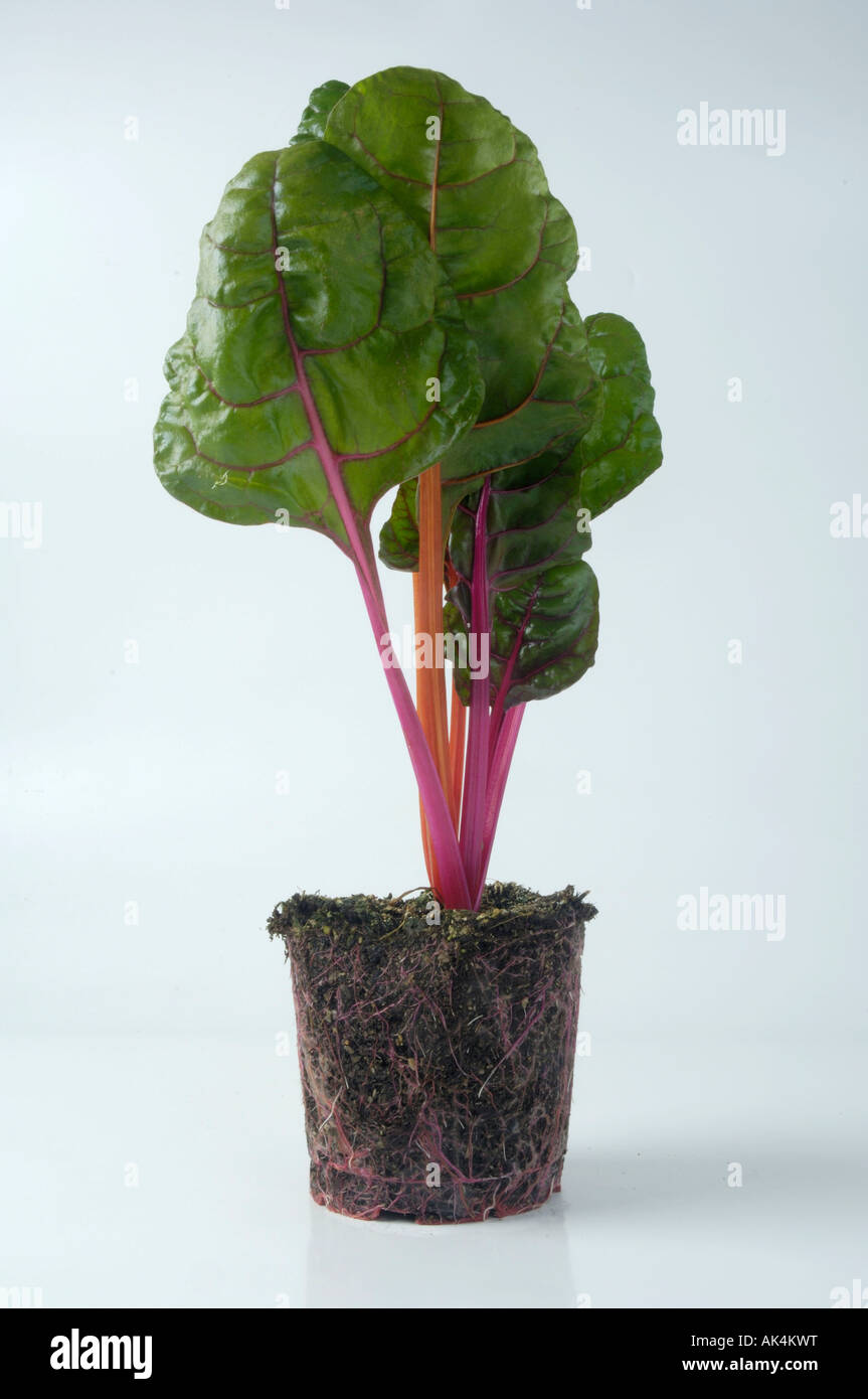 Blatt-Rüben Stockfoto