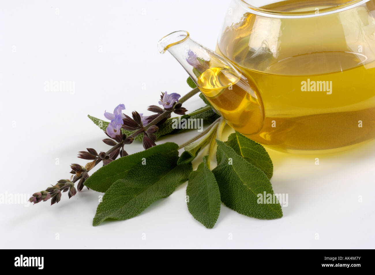 Gemeinsamen Salbei-Garten-Salbei Stockfoto