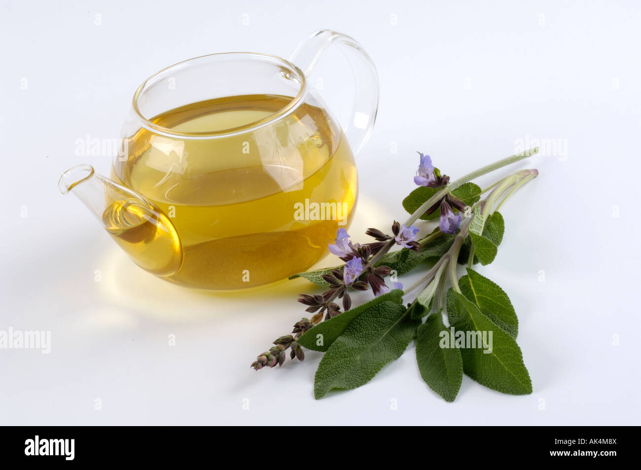 Gemeinsamen Salbei / Salbei Tee Stockfoto