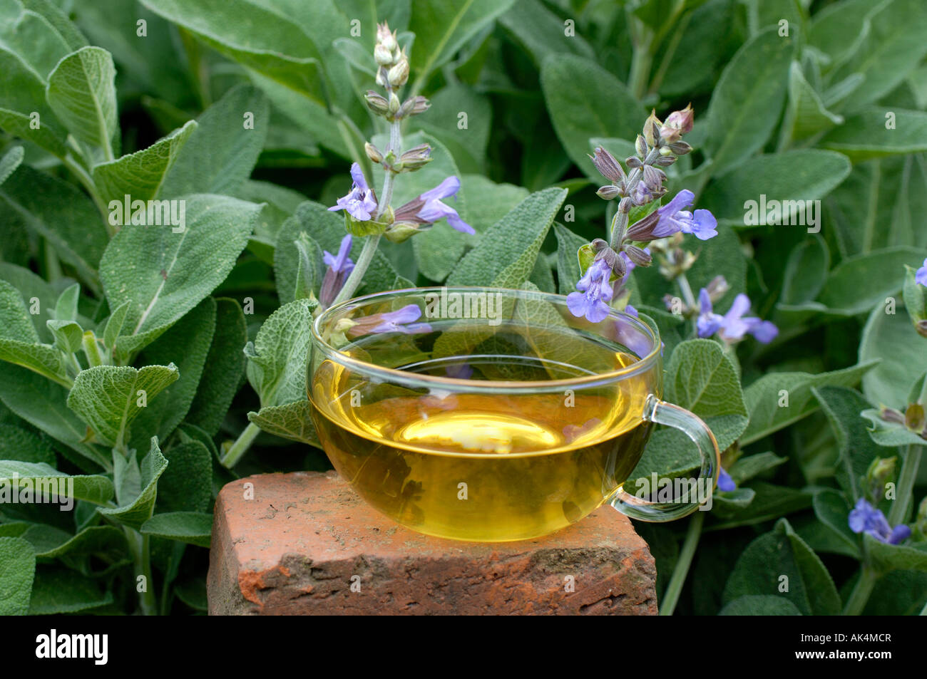 Gemeinsamen Salbei / Salbei Tee Stockfoto