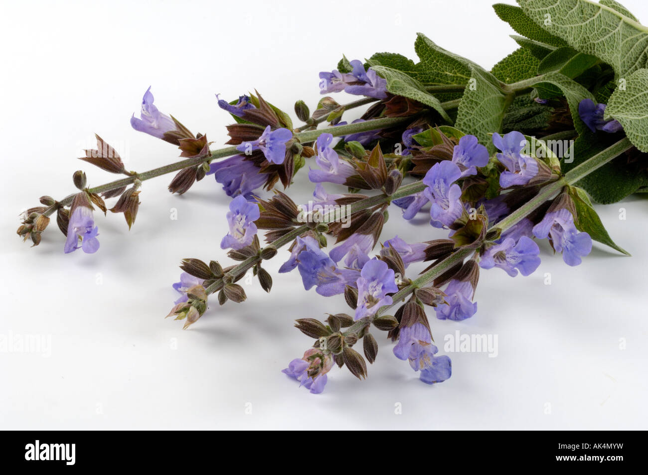 Gemeinsamen Salbei-Garten-Salbei Stockfoto