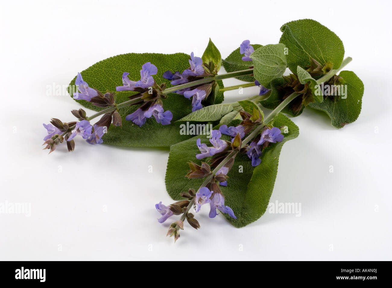 Gemeinsamen Salbei-Garten-Salbei Stockfoto