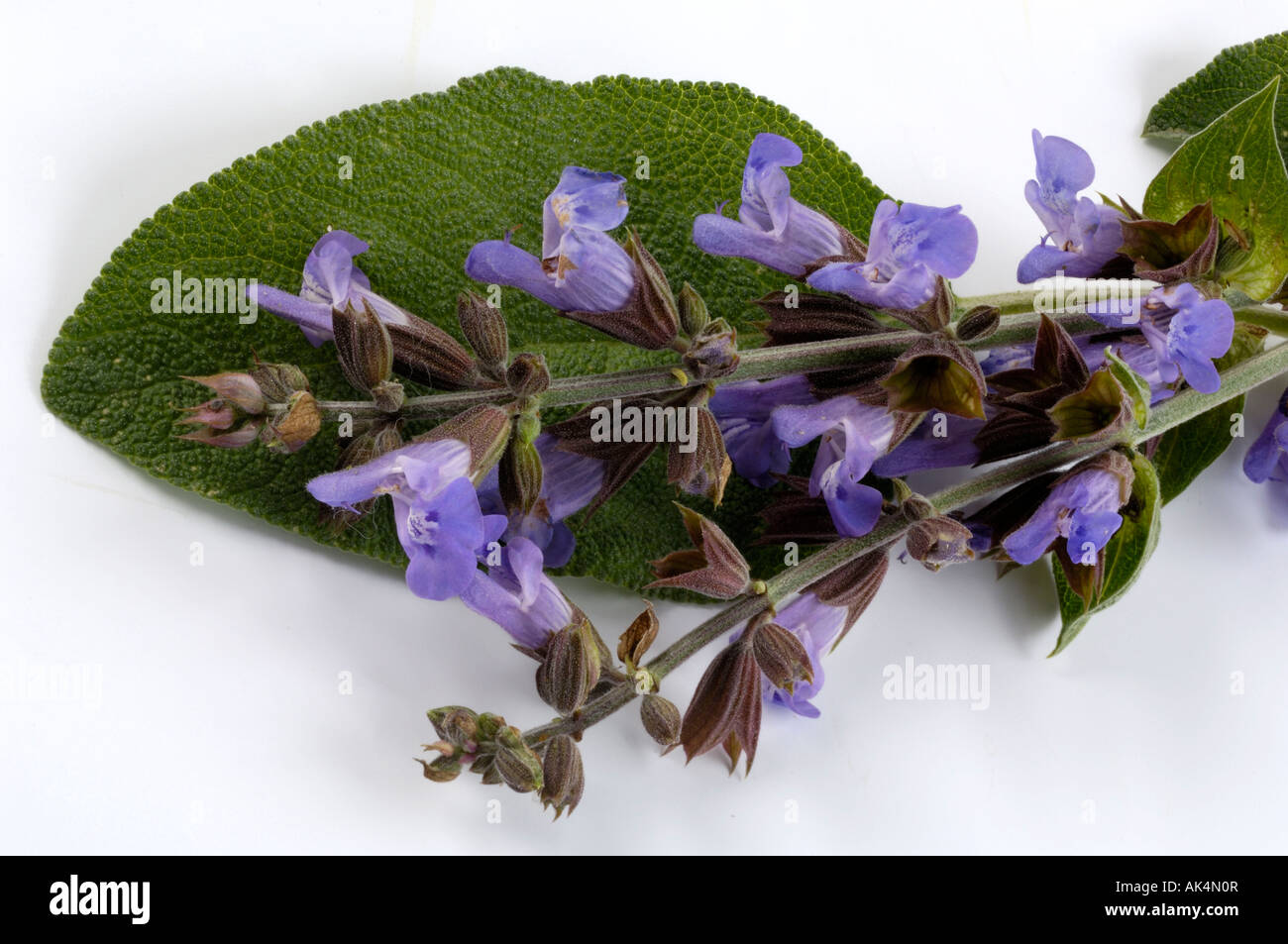 Gemeinsamen Salbei-Garten-Salbei Stockfoto