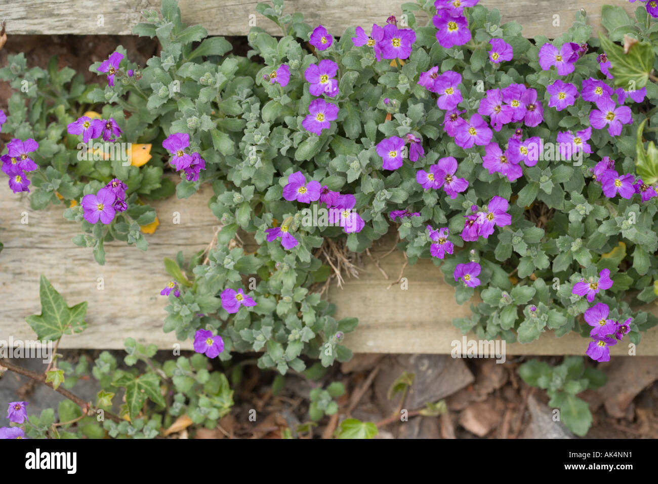 Falsche felsenkresse Fotos und Bildmaterial in hoher Auflösung Alamy