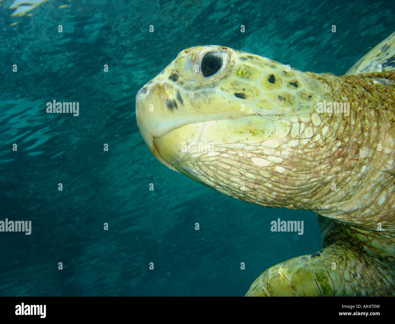 Eine Schildkröte Kopf auf Sipidan Insel Borneo Stockfoto