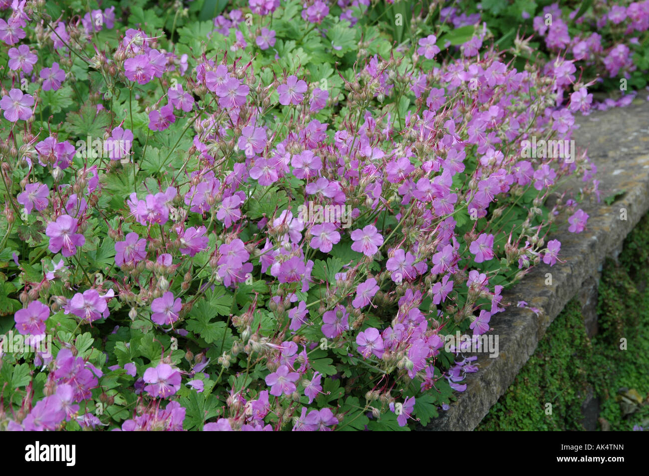 Geranium Cantabrigiense Cambridge. Summoer Blüte niedrig wachsende Staude. Stockfoto