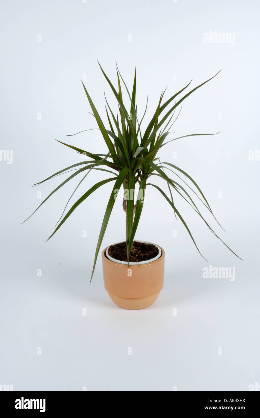 Drachenbaum dracaena marginata Ausgeschnittene Stockfotos und -bilder -  Alamy
