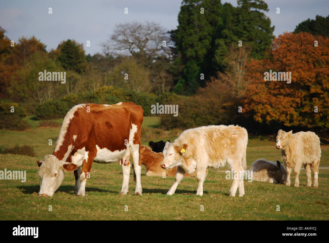 Kostenlose Roaming-Hereford Kühe und Kälber, New Forest, Hampshire, England, Vereinigtes Königreich Stockfoto