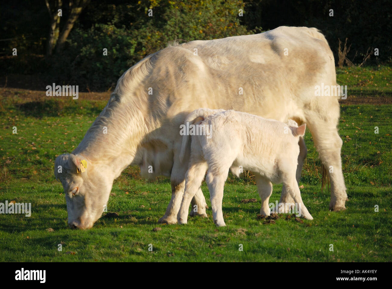 Kostenlose Roaming-Charolais Kuh und Kalb, New Forest, Hampshire, England, Vereinigtes Königreich Stockfoto
