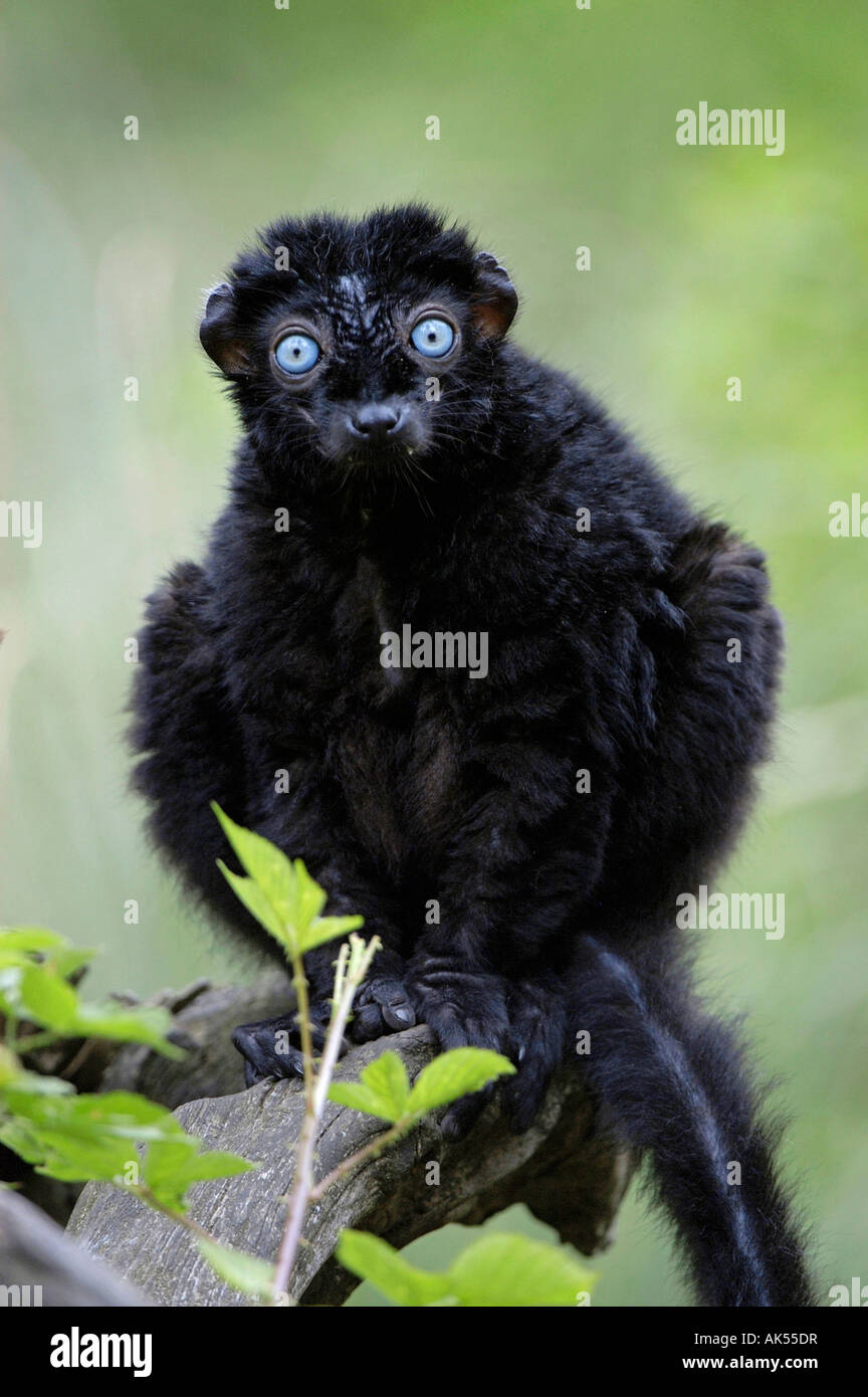 Blue-eyed Lemur Stockfoto