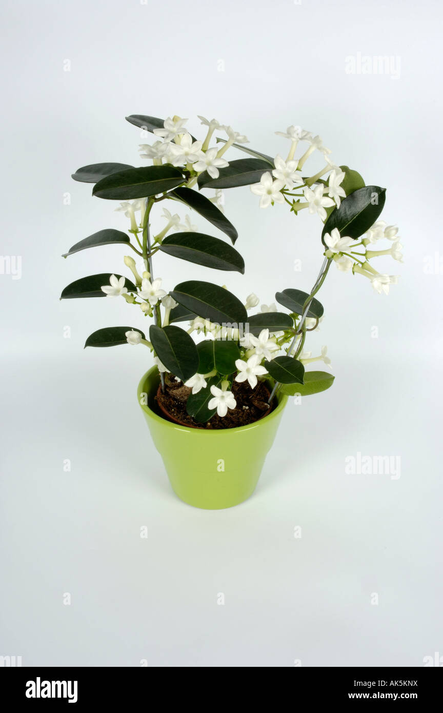Stephanotis floribunda -Fotos und -Bildmaterial in hoher Auflsung  Alamy