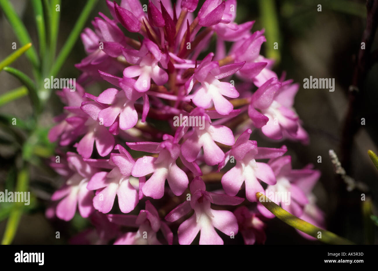 Orchidee von Ibiza in voller Blüte Stockfoto